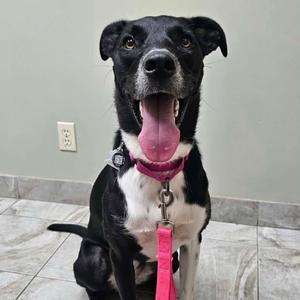 A black and white dog with a pink collar and leash, sitting on a tiled floor with its mouth open and tongue out.