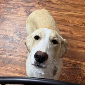 Sunny fka Pancake, Retriever, Labrador, adult, available for adoption