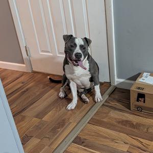 A gray and white dog sitting on a wooden floor in front of a white door.