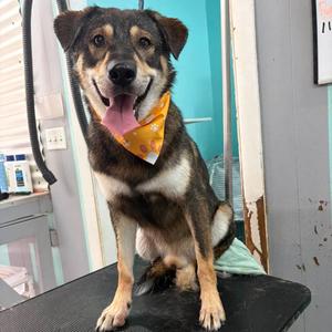 Berlin, Husky, adult, available for adoption