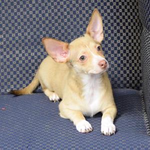 Ash, Chihuahua, puppy, available for adoption