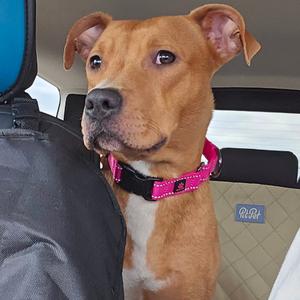 Honey, Mixed Breed (Medium), adult, available for adoption