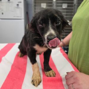 Oracle, Chihuahua, Long Coat, adult, available for adoption