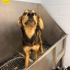 Ghost Buster, Shepherd, young, available for adoption