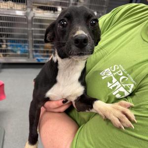 Omen, Chihuahua, Short Coat, adult, available for adoption