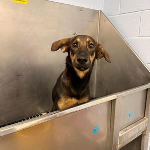 Practical Magic, Shepherd, young, available for adoption