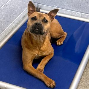 Willie, Mixed Breed (Medium), adult, available for adoption