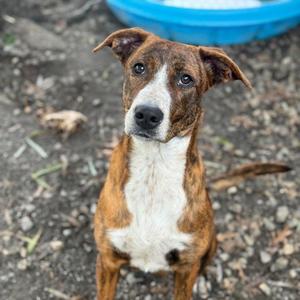 Cardinal, Mountain Cur, adult, available for adoption