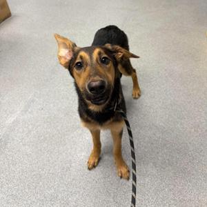 Hocus Pocus, Shepherd, young, available for adoption