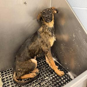 Halloween Town, Shepherd, young, available for adoption