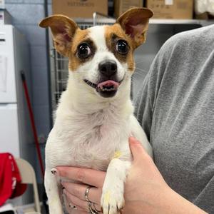 Bridget, Chihuahua, Short Coat, available for adoption