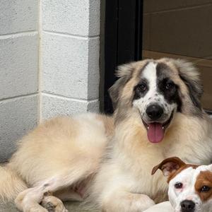 Sage, Pyrenees, Great, adult, available for adoption