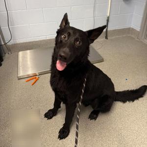 Shadow, Shepherd, German, adult, available for adoption