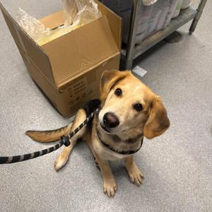 RJ, Mixed Breed (Large), young, available for adoption