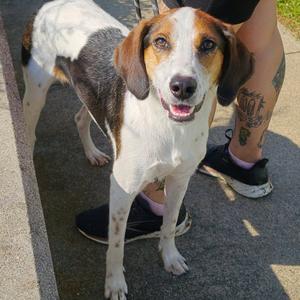 Tootie, Hound, adult, available for adoption
