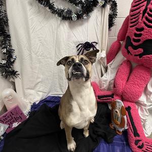 George, Terrier, Pit Bull, adult, available for adoption