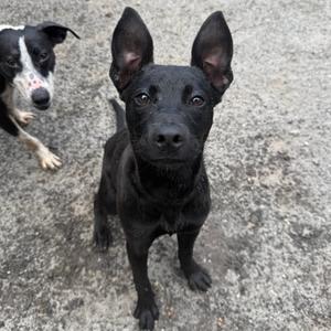 Two dogs, one black and one black and white, standing on a concrete surface.