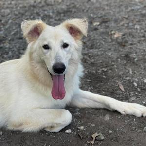 A white dog with its tongue out lying on the ground.