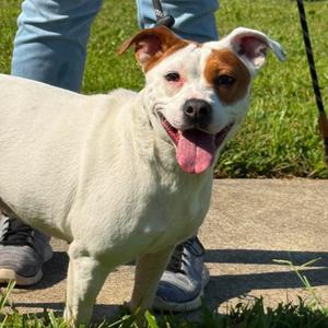 Petunia, Mixed Breed (Medium), adult, available for adoption