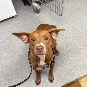 Leia, Retriever, Labrador, adult, available for adoption