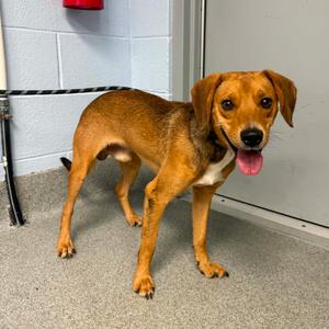 August, Beagle, adult, available for adoption