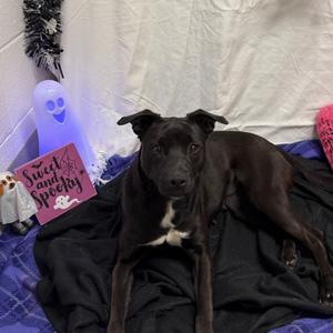 Kanga, Mixed Breed (Medium), adult, available for adoption