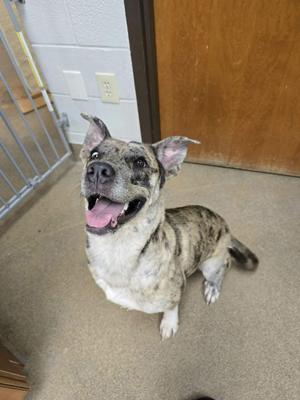 Andie Girl, Catahoula Leopard Dog, young, available for adoption