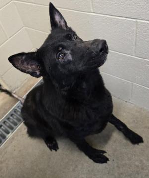 Minx, German Shepherd Dog, senior, available for adoption