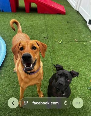 Penny, Rhodesian Ridgeback, adult, available for adoption