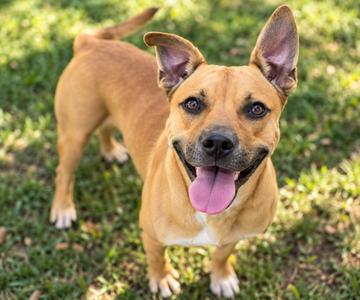 Professor Meatloaf, Terrier, young, available for adoption
