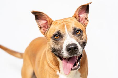 A brown and white dog with perked ears and a pink tongue sticking out, looking directly at the camera.