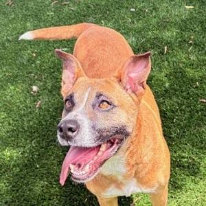 Bases Loaded, Terrier, adult, available for adoption