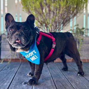 Barbara Walters, Bulldog, French, senior, available for adoption