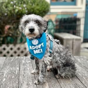 Fifa, Schnauzer, senior, available for adoption
