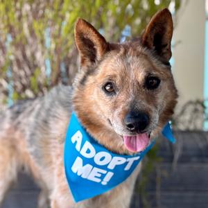 Chicken Nugget, Cattle Dog, senior, available for adoption