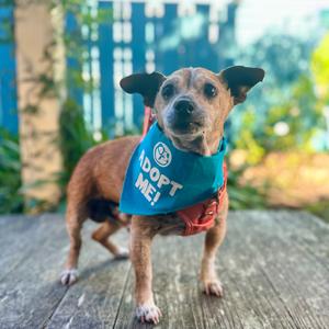 Gingerbread, Chihuahua, senior, available for adoption