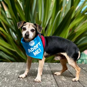 Cola, Chihuahua, senior, available for adoption