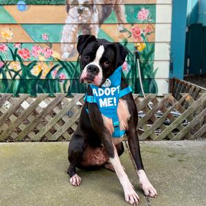 Bruno, Boxer, adult, available for adoption