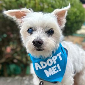 Cody, Maltese, senior, available for adoption