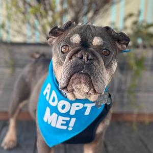Edna, Bulldog, French, adult, available for adoption