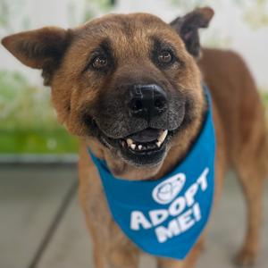 Brisket, Shepherd, senior, available for adoption