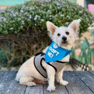 Davie, Terrier, senior, available for adoption