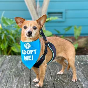 Chocolate Chunk, Chihuahua, senior, available for adoption