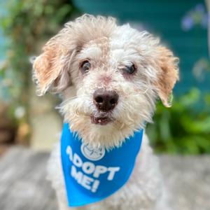 Gracie, Poodle, senior, available for adoption