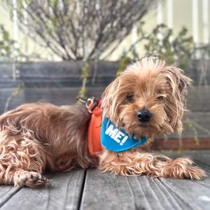 Funyun, Terrier, Yorkshire, Yorkie, senior, available for adoption