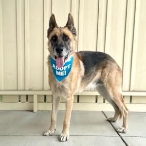 A German Shepherd dog standing on a concrete surface, wearing a blue bandana with the text "ADOPT ME!" on it.