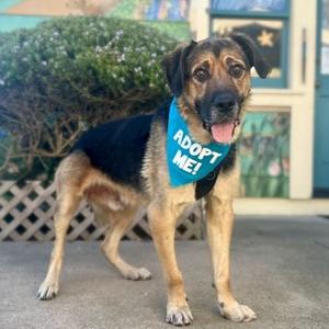 Charlie, Shepherd, German, senior, available for adoption