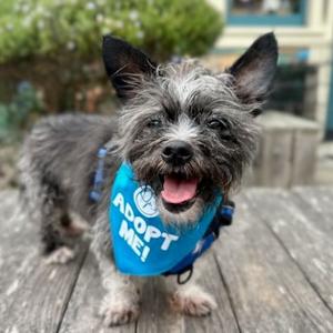 Dr. Pepper, Terrier, senior, available for adoption