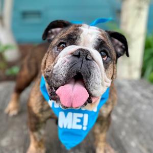Gumdrop (was Sunshine), Bulldog, English, senior, available for adoption