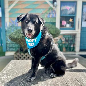 Buddy the Lab, Retriever, Labrador, senior, available for adoption